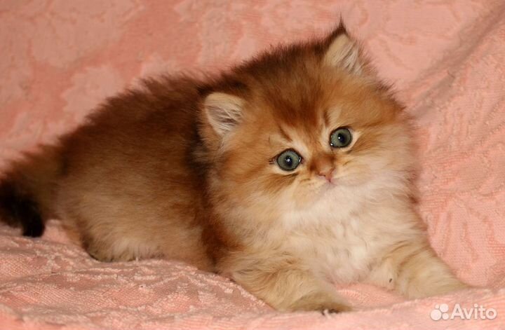 Длиношерстная золотая британская шиншилла