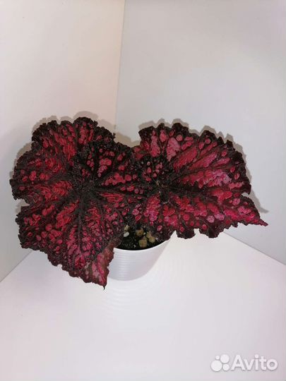 Бегонии кейны, природные, рексы