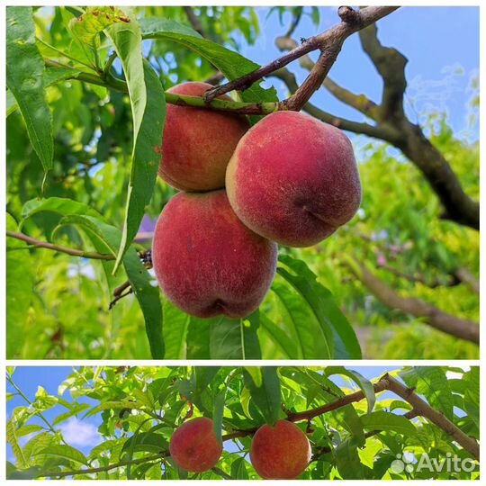 Саженец колоновидного персика в зкс с доставкой