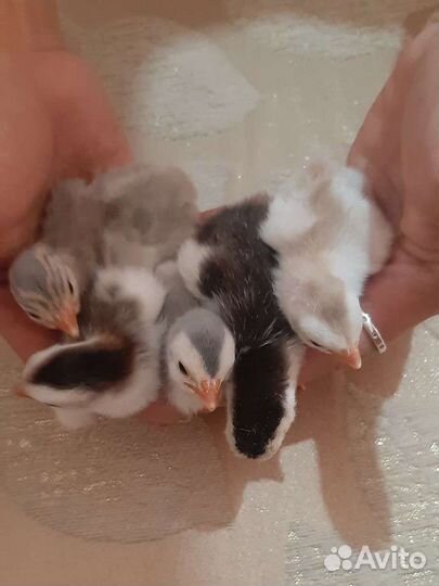 Цыплята Цесарки