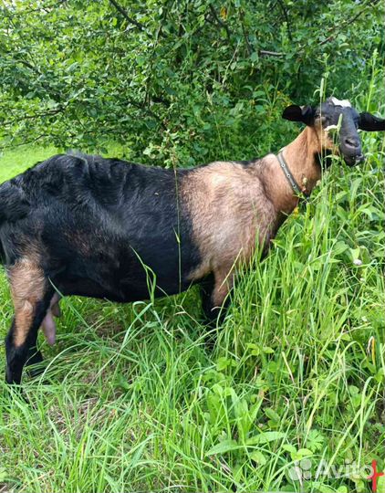 Коза нубийско-чешская
