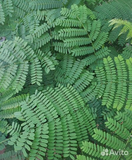 Делоникс королевский