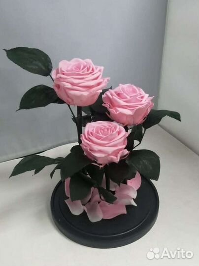 Роза в колбе