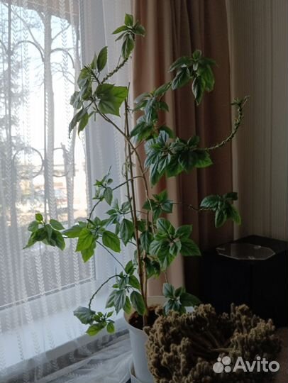 Комнатные растения