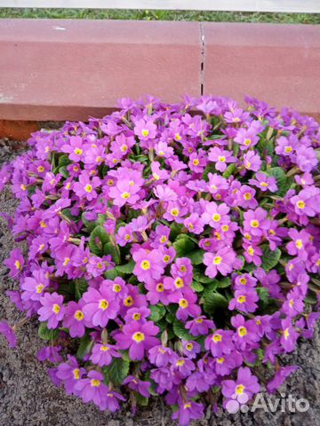 Примула и многое другое