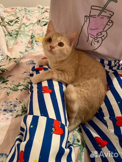 Кошка 4 месяца