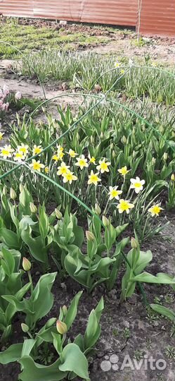 Луковицы нарциссов