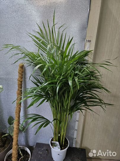 Пальма Арека 17/100, 140