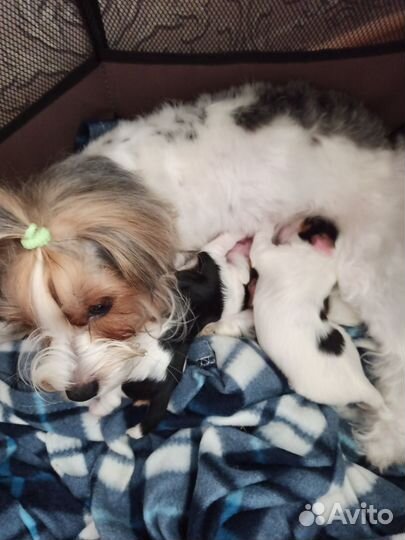 Бивер терьер