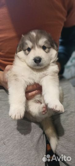 Щенки хаски