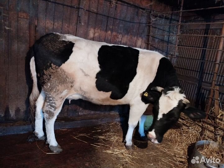 Корова дойная