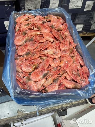 Креветки Гренландия 50-70