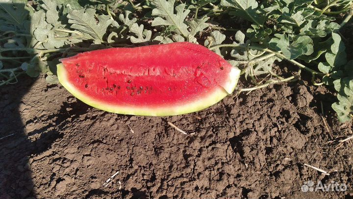 Арбуз оптом