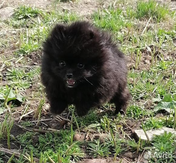 Померанский шпиц