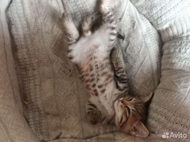 Котик в добрые руки