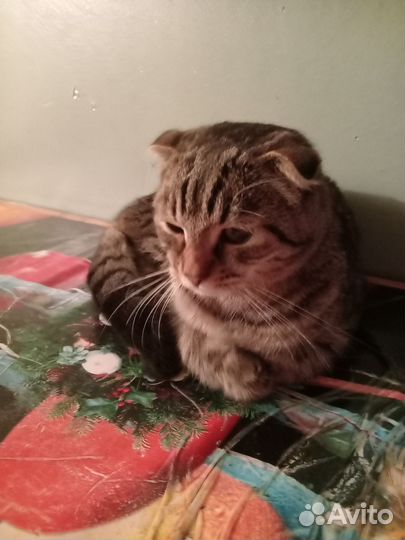 Кот Шотландский вислоухий бесплатно