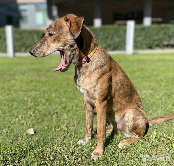 Отдам собаку в добрые руки