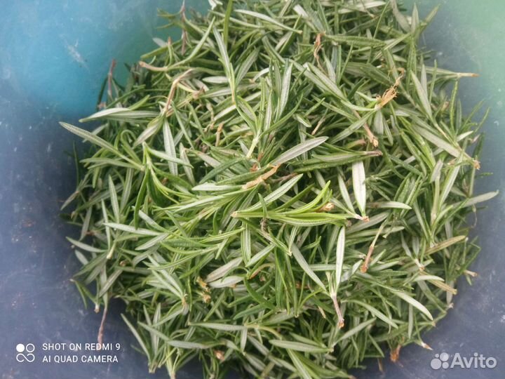 Розмарин свежий, сушёный