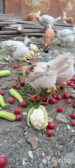 Молодые петухи