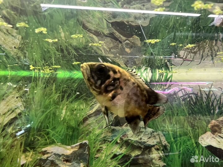 Астранотус