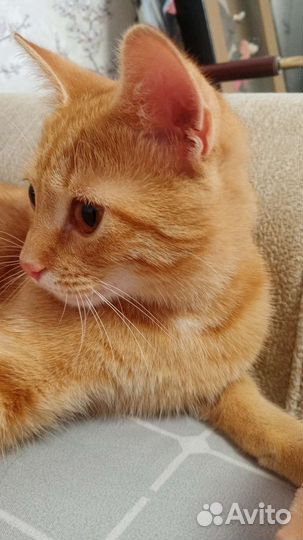 Персик ищет любящих родителей