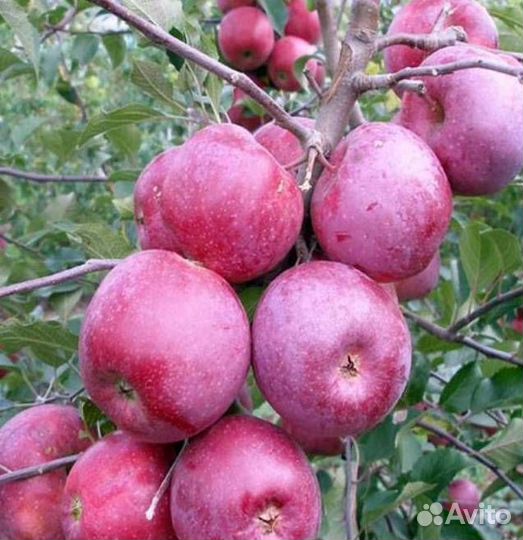 Саженцы яблони Подарок Графскому