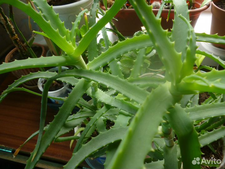 Комнатные цветы