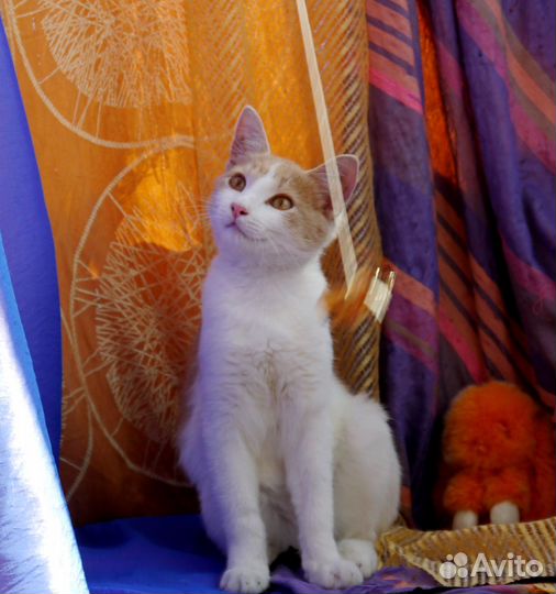 Солнечный котёнок