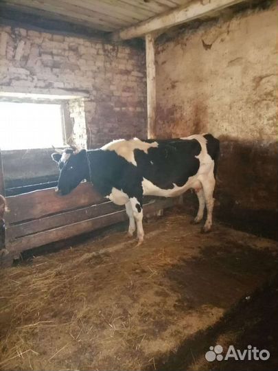 Корова Тёлки