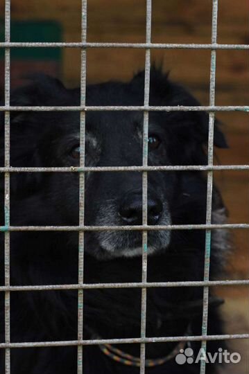 Собака Фред