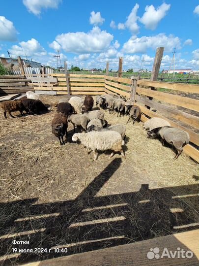 Овцы бараны