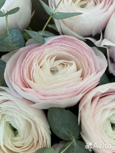 Живые цветы ранункулюсы