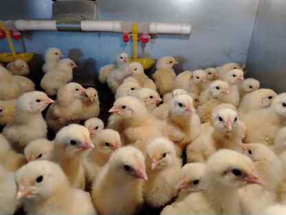Суточный бройлер, цыплята, Набережные Челны