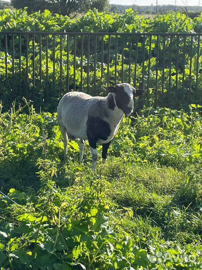 Овцы дорпер