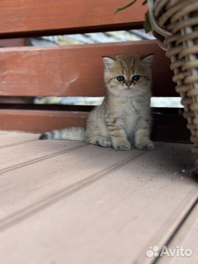 Золотая шиншилла котята