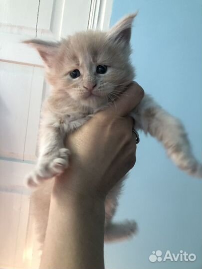 Котята мейн-кун