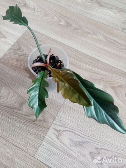 Филодендроны