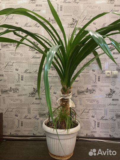 Панданус винтовая пальма