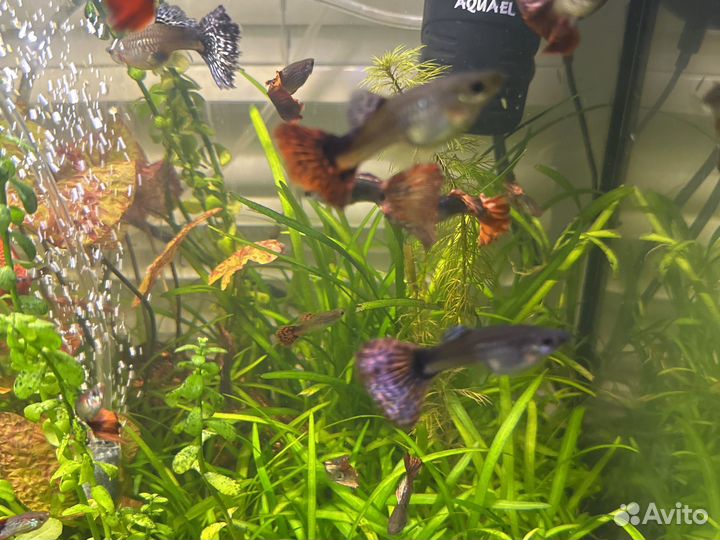 Аквариумные рыбки гуппи