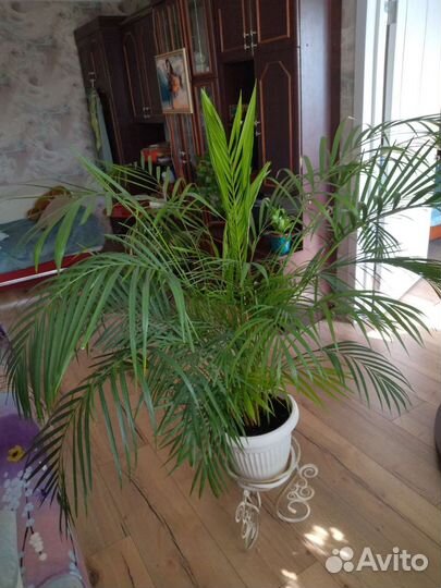 Пальма Арека (Диспис) 160/140