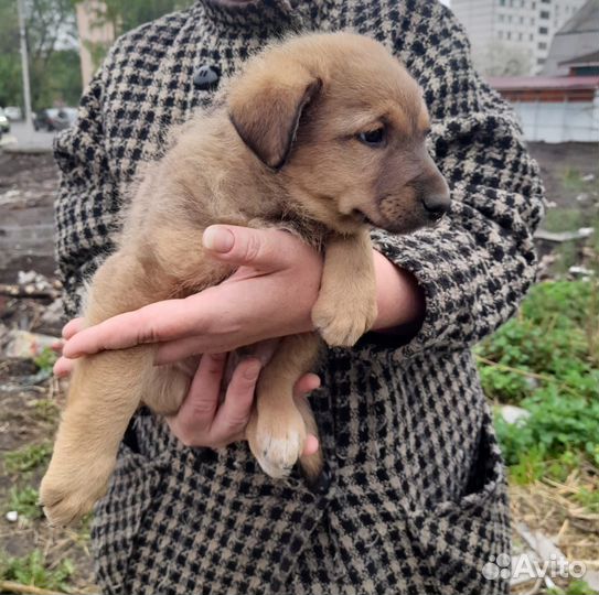Щенок в добрые руки