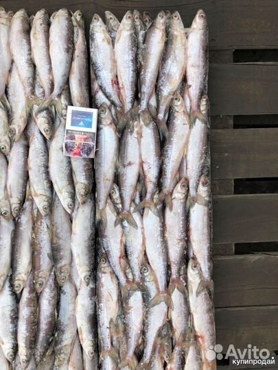 Рыба Ряпушка