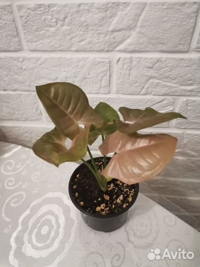 Сингониум неон