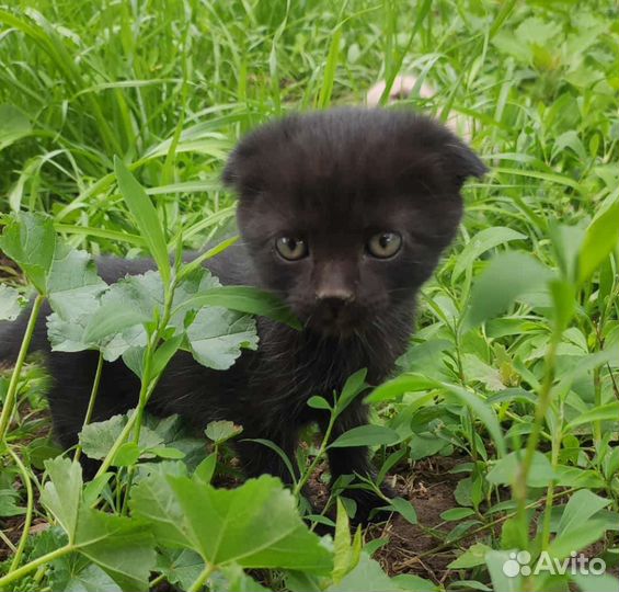Котята вислоухие