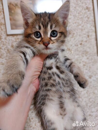 Котята