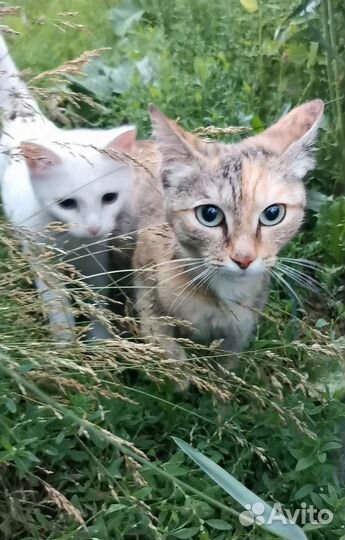 Кошки в добрые руки бесплатно