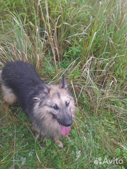Вся жизнь за решеткой.собака в дар в добрые руки