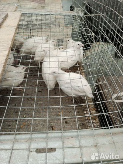 Перепела продажа