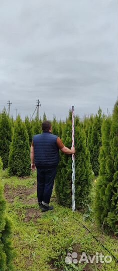 Туя Смарагд