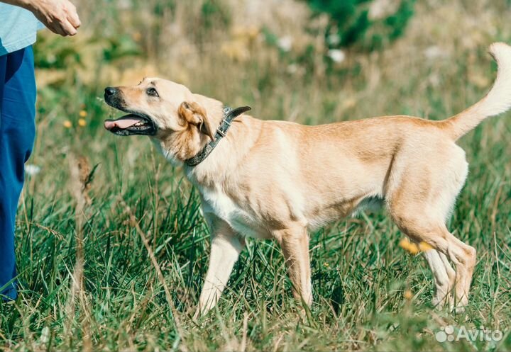 Собака в добрые руки, Щен